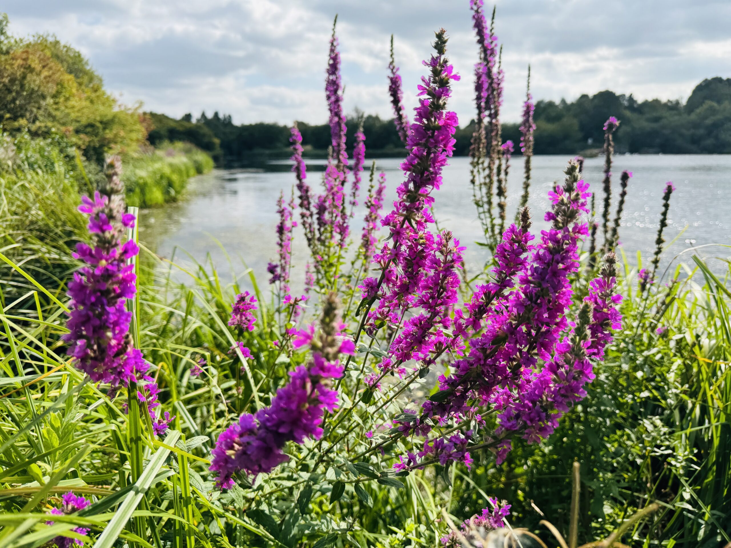 beautiful purple flowers